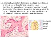 Kaulo histologija 14 puslapis