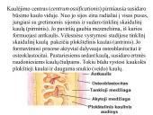 Kaulo histologija 16 puslapis