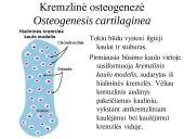Kaulo histologija 17 puslapis