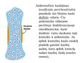 Kaulo histologija 18 puslapis