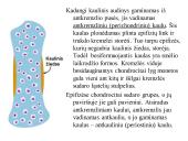 Kaulo histologija 19 puslapis