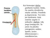Kaulo histologija 20 puslapis