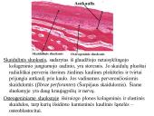 Kaulo histologija 3 puslapis