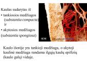 Kaulo histologija 5 puslapis