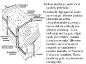 Kaulo histologija 6 puslapis