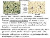 Kaulo histologija 7 puslapis
