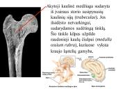 Kaulo histologija 9 puslapis