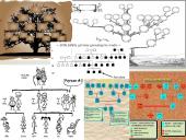 Genealoginiai medžiai (skaidrės) 9 puslapis