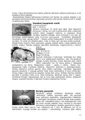 Australijos žemynas 12 puslapis