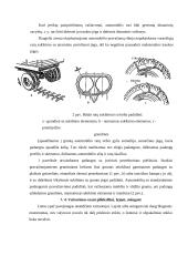 Automobilio vairavimas ypatingomis sąlygomis 10 puslapis