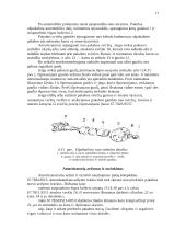 Automobilių hidraulinė pakaba 17 puslapis