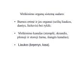 Virškinimo organai 2 puslapis