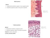 Virškinimo organai 12 puslapis