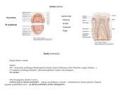 Virškinimo organai 13 puslapis