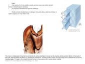 Virškinimo organai 14 puslapis