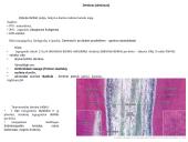 Virškinimo organai 15 puslapis
