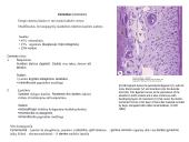 Virškinimo organai 17 puslapis