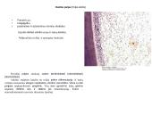 Virškinimo organai 18 puslapis