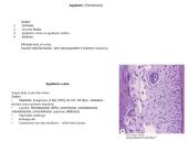 Virškinimo organai 19 puslapis