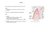 Virškinimo organai 20 puslapis
