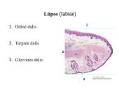 Virškinimo organai 3 puslapis