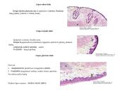 Virškinimo organai 4 puslapis