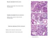 Virškinimo organai 7 puslapis