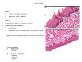 Virškinimo organai 9 puslapis