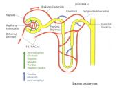 Inksto sandara 11 puslapis