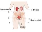 Inksto sandara 3 puslapis