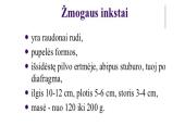 Inksto sandara 4 puslapis