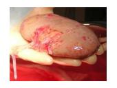 Inksto sandara 5 puslapis