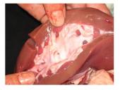 Inksto sandara 7 puslapis