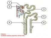 Inksto sandara 10 puslapis