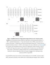 Farmakologijos esė anglų kalba: ABC transporteriai 2 puslapis