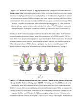 Farmakologijos esė anglų kalba: ABC transporteriai 4 puslapis