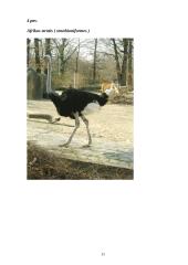 Beketeriai paukščiai 11 puslapis