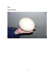 Beketeriai paukščiai 12 puslapis