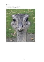 Beketeriai paukščiai 8 puslapis