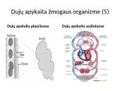 Dujų apykaita organizmuose 11 puslapis