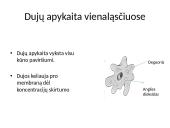 Dujų apykaita organizmuose 3 puslapis