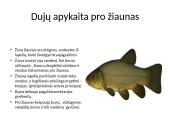 Dujų apykaita organizmuose 4 puslapis