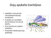 Dujų apykaita organizmuose 5 puslapis