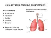 Dujų apykaita organizmuose 7 puslapis