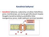 Medžiagų pernaša per membraną 14 puslapis