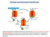 Medžiagų pernaša per membraną 16 puslapis