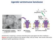 Medžiagų pernaša per membraną 17 puslapis