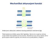 Medžiagų pernaša per membraną 18 puslapis