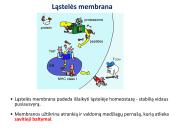 Medžiagų pernaša per membraną 3 puslapis