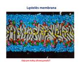 Medžiagų pernaša per membraną 4 puslapis